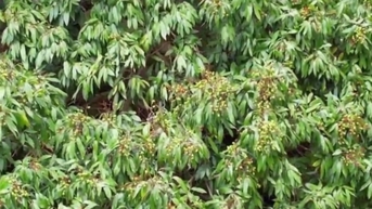Cây vải 1.500 năm vẫn ra quả