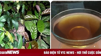 Lương y hướng dẫn cách dùng xạ đen thanh lọc cơ thể