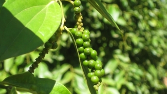 Thị trường hồ tiêu có thể phục hồi và tăng trở lại?