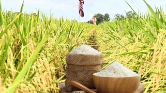 តម្លៃអង្ករបន្តកើនឡើងបន្តិច