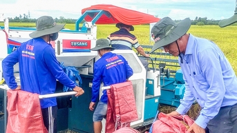 Giá lúa ST25 tăng 'kinh khủng'