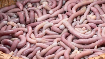 Loại hải sản nhìn như giun, giá tới 7 triệu đồng/kg vẫn được săn đón
