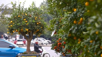 Chanh vàng tứ quý, quýt cảnh ‘đổ bộ’ xuống phố chơi Tết