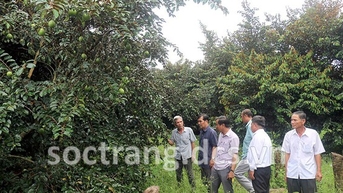 Trồng vú sữa tím, vú sữa bơ hồng ở Sóc Trăng, cây thấp tè trái quá trời, ông tỷ phú nông dân giàu