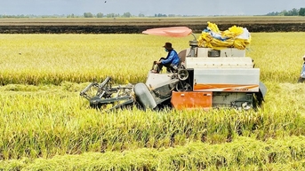 Giá gạo tăng cao, Việt Nam hay Thái Lan tận dụng tốt cơ hội hơn?
