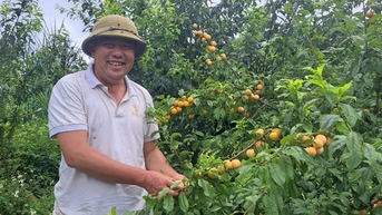 Giã từ những mùa hoa anh túc, nông dân cao nguyên Mộc Châu- Vân Hồ trở thành những tỷ phú trồng cây ăn quả