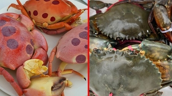 Cua mặt trăng Phú Quý không ngon bằng cua Cà Mau?