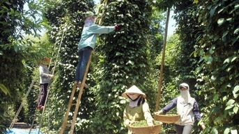 Đà tăng có còn tiếp diễn hay không?