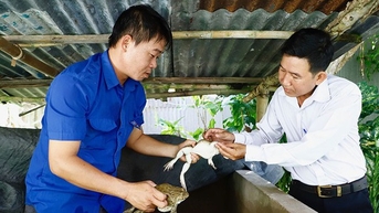 Nuôi ếch toàn con to bự ngồi dày đặc ở bế xi măng, đẻ rõ lắm, một nông dân Cần Thơ phát tài