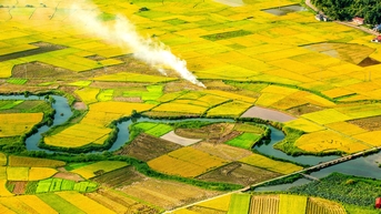 Những cánh đồng lúa chín vàng ở thung lũng Bắc Sơn