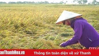 Nông dân Hợp Lý thu hoạch sớm diện tích lúa bị ngập