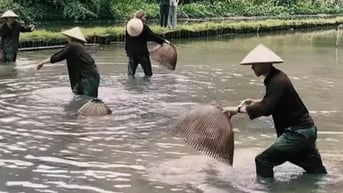 Khách Tây thích thú lội ruộng, massage cho trâu và úp nơm bắt cá ở Việt Nam