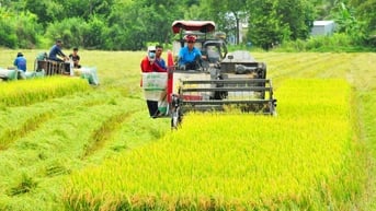 Hướng tới “gạo Việt xanh, phát thải thấp”