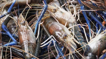 Nông dân miền Tây trúng mùa, được giá bắt tôm càng ăn Tết