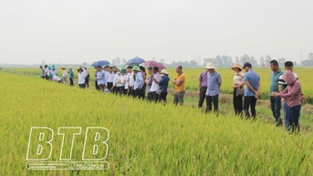 Mô hình sản xuất lúa hữu cơ tại xã Thụy Thanh dự kiến cho năng suất đạt 56,96 tạ/ha