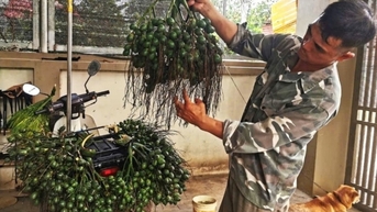 Giá cau lập đỉnh mới hơn 100 nghìn đồng/kg, thương lái sợ điều gì?