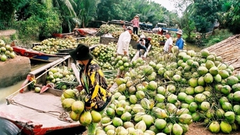 Nông dân phấn khởi nhờ xuất khẩu dừa tươi sang Trung Quốc tăng mạnh