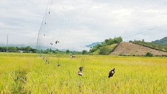 Tăng cường giải pháp ngăn chặn tình trạng săn bắt trái phép chim yến