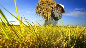 Giá lúa gạo hôm nay ngày 3/8: Giá lúa tăng 100 đồng/kg, giá gạo giảm 50