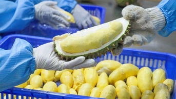 Xuất khẩu sầu riêng đông lạnh sang Trung Quốc, có công ty Việt Nam đã thu 25 triệu USD năm 2024