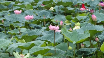 사람들은 웨스트 호에 복원된 바흐 디엡 연꽃 연못에 열광하고 있습니다.
