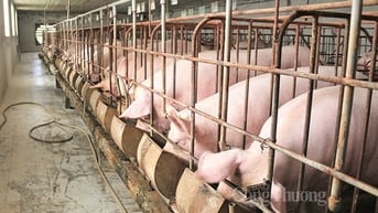 Biến động trái chiều tại miền Nam, giao dịch quanh mốc 61.000 đồng/kg