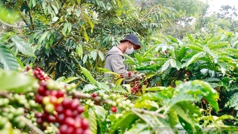7 nhóm nông sản Việt Nam nằm trong phạm vi kiểm soát của quy định chống phá rừng, đó là nhóm nào?