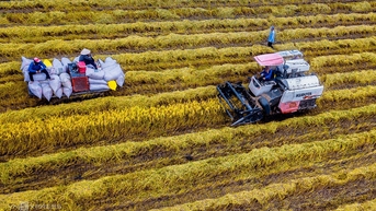 Đề án một triệu ha lúa chất lượng cao cần vay World Bank 9.000 tỷ đồng