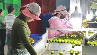 Chương trình nông nghiệp ứng dụng công nghệ cao của Long An...