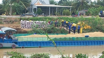 Giá lúa đang tăng cao nhưng nhiều nông dân Long An không được hưởng lợi vì đã trót bán hết