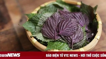 Hai bài thuốc từ lá tía tô nấu với gừng ai cũng cần biết