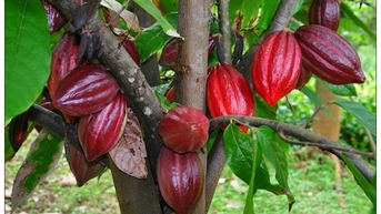 Ca cao tăng giá, người trồng phấn khởi