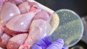 សាច់ 1,319 តោន​ដែល​មាន​មេរោគ Salmonella ត្រូវ​បាន​រក​ឃើញ​មុន​នឹង​នាំ​ចូល​ទៅ​ក្នុង​ប្រទេស​វៀតណាម
