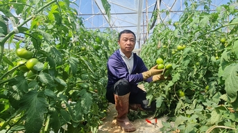 Bỏ việc lương 40 triệu/háng, từ Sài Gòn về Đà Lạt chỉ để trồng cà chua, vườn đẹp như phim luôn