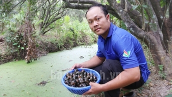 ជីក​លេណដ្ឋាន​ចិញ្ចឹម​ខ្យង​ប៉ោម​ខ្មៅ​ពិសេស​នៅ​ត្រាវិញ​លក់​ក្នុងតម្លៃ​១២​ម៉ឺន​ដុង​/​គីឡូក្រាម