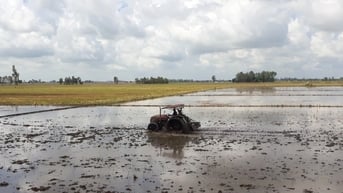 Nước lũ đang đổ về vùng Đồng Tháp Mười ở Long An, nông dân hối hả ra đồng đón thứ gì?
