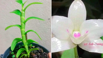 Sự thật về thông tin lan đột biến tiền tỉ sốt giá trở lại