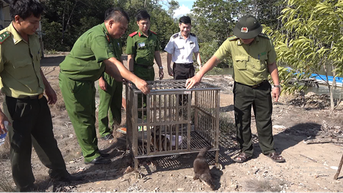 Hai con rái cá-2 con động vật hoang dã bắt cá tài số 1, có trong sách Đỏ vừa thả vô rừng Đồng Nai
