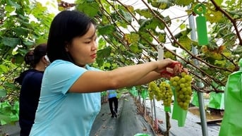 Tối ưu hóa giá trị đất nông nghiệp