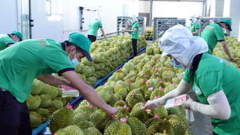 Nhiều mặt hàng nông sản xuất khẩu sẽ cán mốc tỉ USD