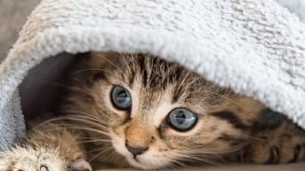 Ôm hôn, ngủ cùng thú cưng dễ nuốt phải trứng giun đũa chó, mèo