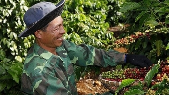 Điểm tên 3 mặt hàng nông lâm sản chịu sự điều chỉnh bởi Quy định chống phá rừng của EU (EUDR)