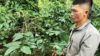 Mang cà phê trộm đi bán, bị bắt vì sự tinh ý của chủ đại lý