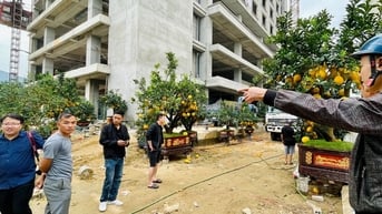 Nhiều tiểu thương "cắn răng" bán tháo cây cảnh sau Tết Nguyên đán