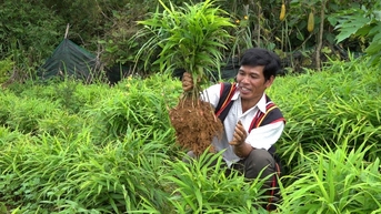 Quảng Ngãi: Phát triển gừng gió, đặc sản vùng núi Trà Bồng