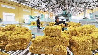 Dự báo xuất khẩu cao su năm 2025 đạt trên 11 tỷ USD