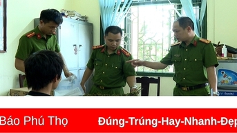 Phát hiện, thu giữ số lượng lớn cây cần sa