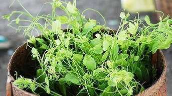 បន្លែរដូវក្ដៅ ផ្កាម្លិះពេលយប់ បន្លែព្រៃដុះនៅ Cao Bang ឡើងដើមឈើខ្ពស់ៗ រើសពន្លកខ្ចី ឆ្ងាញ់ ល្អសម្រាប់សុខភាព