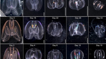 ការរកឃើញសត្វដែលអាច "រស់ឡើងវិញ" តាមព្យញ្ជនៈ