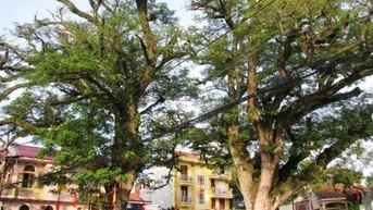ប្លែក​នៅ​វៀតណាម៖ ដើម​ឈើ​ដ៏​មាន​តម្លៃ​អាយុ​៧០០​ឆ្នាំ ដែល​មិន​អាច​វាស់​ជា​ប្រាក់​បាន។
